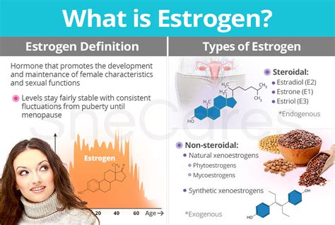 About Estrogen Understanding Estrogens Function Shecares