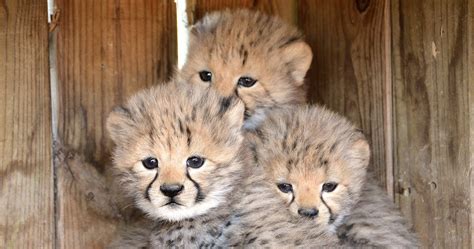 Cheetah And Leopard Cubs Born In Captivity Give Hope To Endangered Species