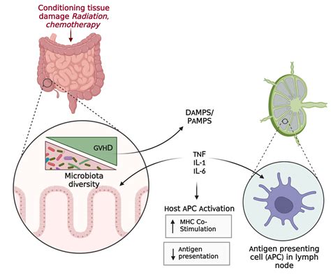 Graft Versus Host Disease Gvhd