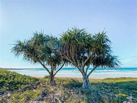 Things to do in Yamba | Australia's best town - the sun seeker