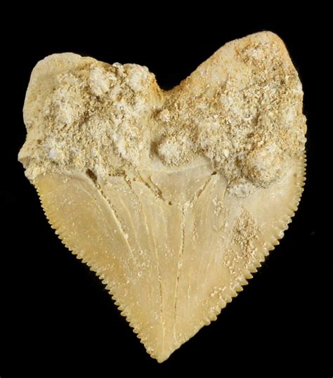 Nice Squalicorax Crow Shark Fossil Tooth For Sale 38419