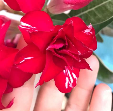 Adenium Desert Rose Aka Gardening Inspiration Gardens Succulents Plants Flowers