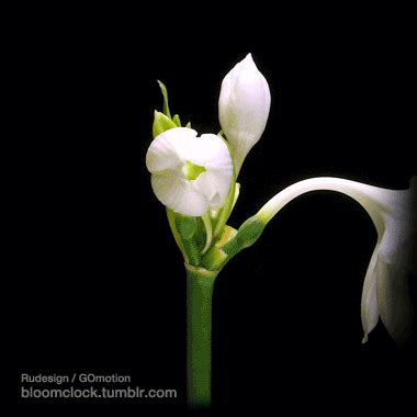 84 animated images of flowers. » Flower Photgraphy: Collections of Gif, animated , and ...