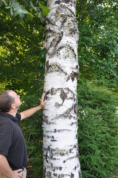 Birch is the name of a certain tree of the genus betula, in its decided color gives the common names gray, white, black, silver and yellow birch to different species. White Birch Bark Laminate Wall Paneling | Bark House