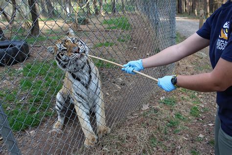 A Day In The Life Of A Keeper At Carolina Tiger Rescue Carolina Tiger