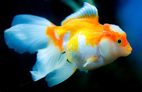 The Top 12 Pet Fish Species For Beginners Animal Magnetism La