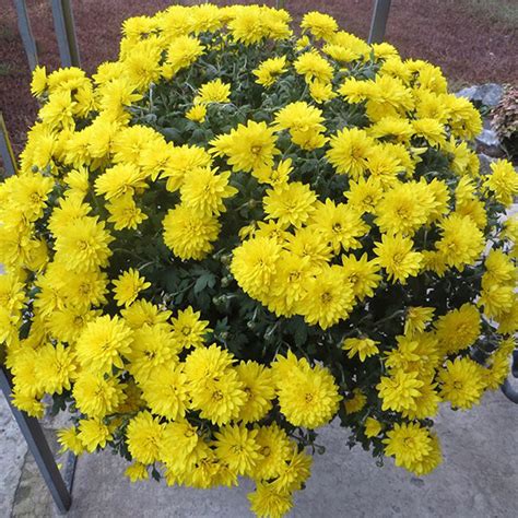Хризантема мультифлора Желтая - Рассада цветов и овощей.