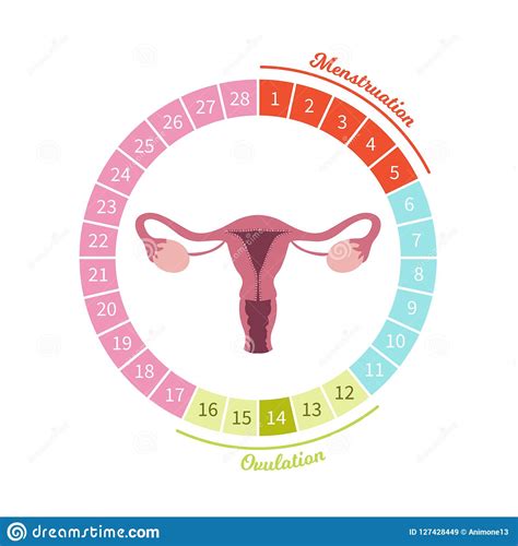 Vector del ciclo menstrual ilustración del vector. Ilustración de