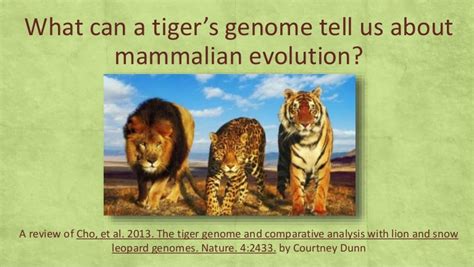 What Can A Tigers Genome Tell Us About Mammalian Evolution