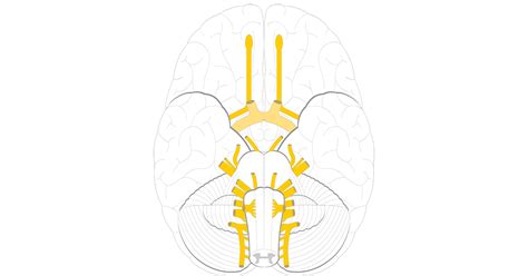 Cranial Nerves Anatomy And Functions Getbodysmart