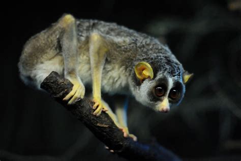 Nocturnal animals are nature collectibles that reward players with randomized prizes by clicking nocturnal animals found in mt. Carnivorous wild animal best blog: Nocturnal wild animals