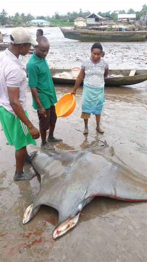 See This Massive Manta Ray Fish Caught In Bayelsa Photos