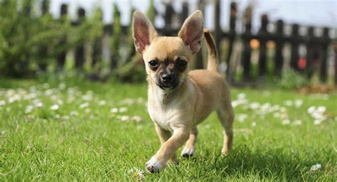Chihuahua Dog Information A Guide To The Worlds Smallest Dog