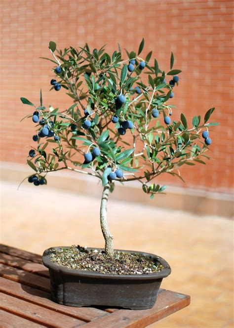 However, you should know the most popular styles of bonsai cared for by many bonsai enthusiasts. olive bonsai | So many fruit, it resembles a large and ...