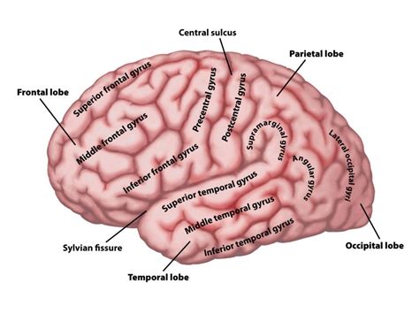 Basic Neuroanatomy