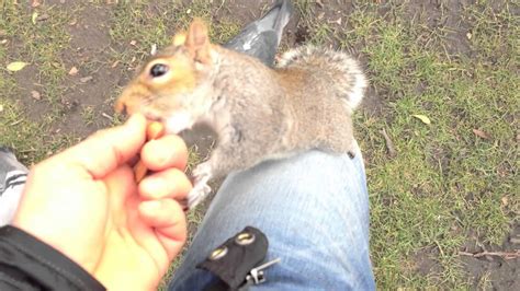 Squirrel Feeding Hyde Park London Youtube