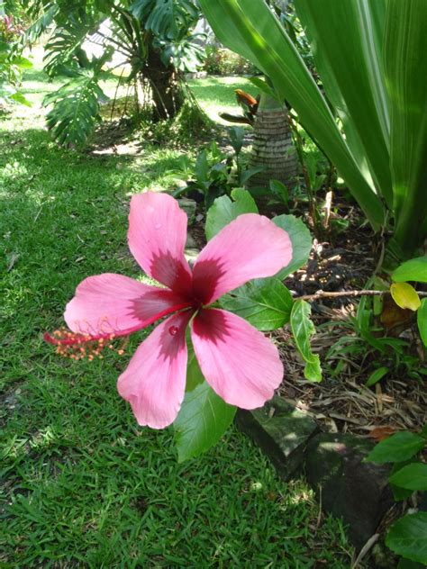 More Cool Tropical Plants You Can Find At Exotica Tropicals Exotica