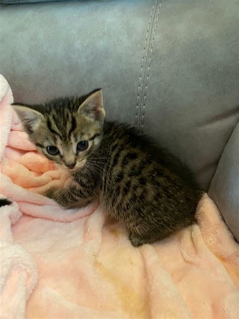 Male Tabby Kitten In Maidstone Kent Gumtree