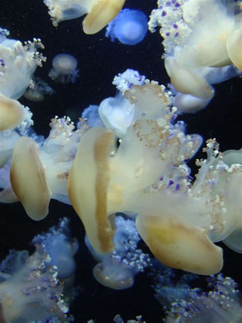 Identify The Types Of Jellyfish In Florida Dutch Shark Society