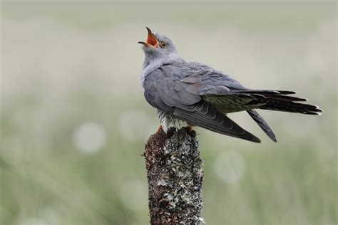 This species is a widespread summer migrant to europe and asia, and winters in africa. Kuckuck: Nest, Ruf, Jungvogel, Bilder & Co. - Plantura
