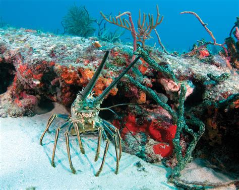 Fish — Marine Life Depends on Healthy Coral Reefs | OUR FLORIDA REEFS