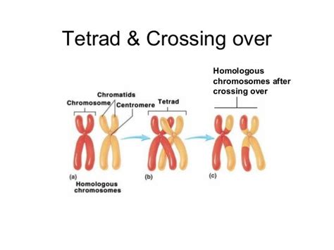 Tetrad Chromosome The Recomendation Letter