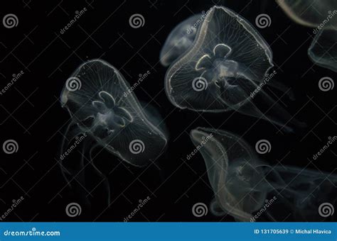Jellyfish Moving In Water Closeup Stock Image Image Of Underwater