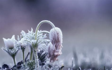 Ice Cold Flowers Plants Winter Nature Wallpapers Hd