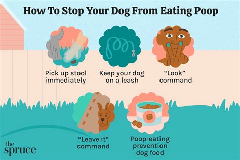 How Stop Puppy From Eating Poop