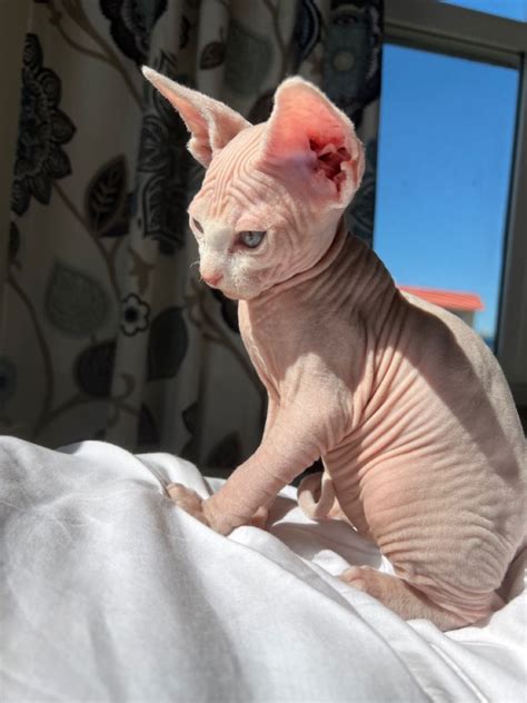 A Hairless Cat Sitting On Top Of A Bed