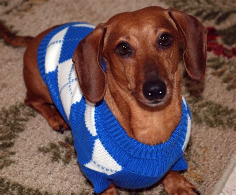 Do Dogs Need Coats Rovers Guide To Canine Sweaters And Coats
