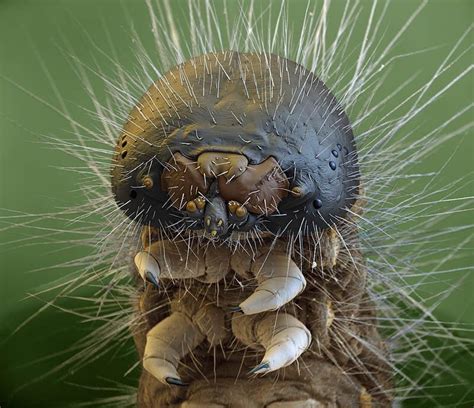 Caterpillars Closeup Under An Electron Microscope Rnatureismetal