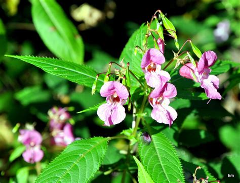 In der schweiz haben sich rund 550 arten angesiedelt. Indisches Springkraut am Waldrand von Hopfen (Bayern) Foto ...