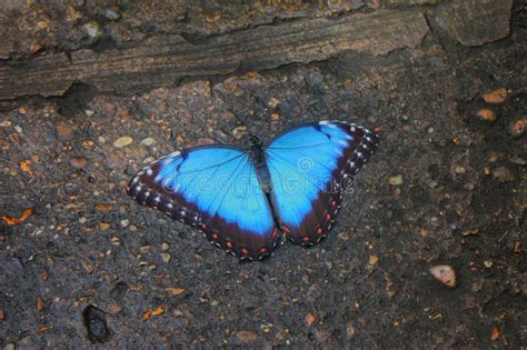 A Beautiful Pretty Colourful Blue Butterfly With Wings Spread Stock