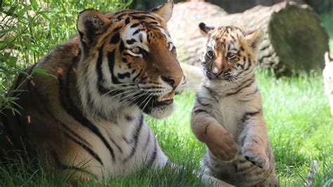 Tigers give birth, on average, every 2 to 2.5 years, with each litter containing two to three cubs. Sibirische Tiger-Babys in Zoo Hannover erobern ihr Reich ...