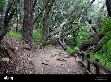 On the Wildcat Gorge Trail, Tilden Park, Berkeley California Stock