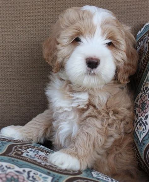 Look at pictures of labradoodle puppies who need a home. 25 Australian Labradoodle Puppies You Will Love | FallinPets