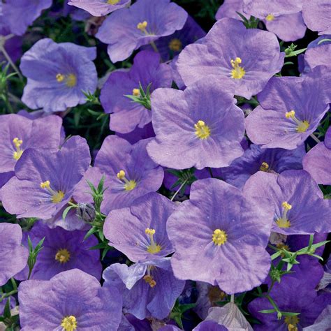 Eden Garvin Purple Annual Flowers Names And Pictures Top 55