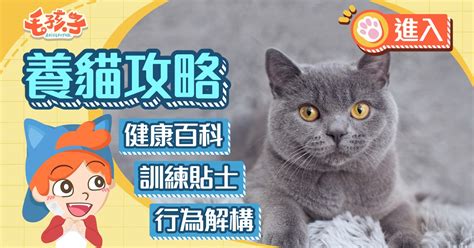 The site owner hides the web page description. 畀Like貓｜搗亂後還擺出帥氣眼神和手勢 日本twitter吸20萬讚好｜香港01｜寵物