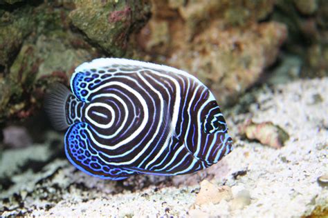 Top 10 Most Beautiful And Colorful Fish World Zoo Diary