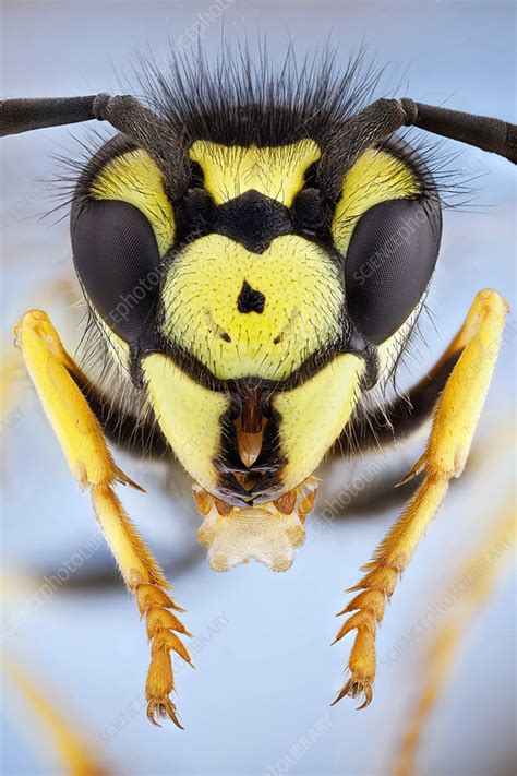 German Wasp Head Stock Image C0357353 Science Photo Library