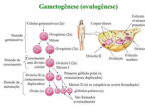 Ovulogênese Características Prepara Células Sexuais Para Fecundação