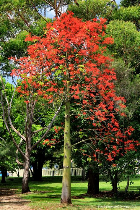 Brachychiton Acerifolius Illawarra Flame Tree © All Righ Flickr