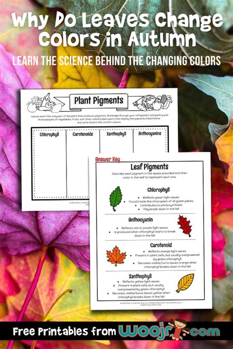 Why Do Leaves Change Colors In Autumn Woo Jr Kids Activities Leaf