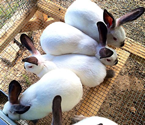 purebred californian rabbits for sale usa rabbit breeders