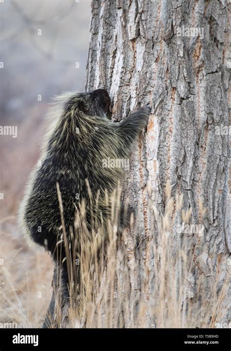 Porcupine In The Winter Stock Photo Alamy