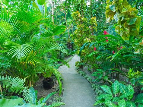 25 Lush Tropical Garden Ideas For This Year Sharonsable