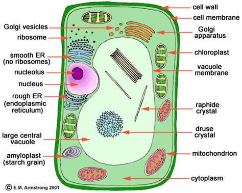 Animal cells have a basic structure. STRUCTURE AND FUNCTION vacuole