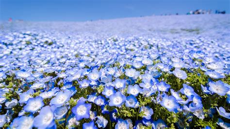 🥇 Japan Blue Flowers Depth Of Field Meadows Wallpaper 135295