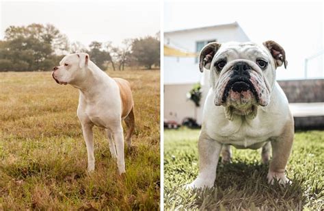 American Bulldog Vs English Bulldog Comparison Kates K9 Pet Care